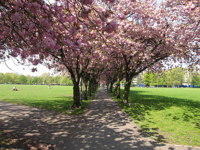 cherrytree walk