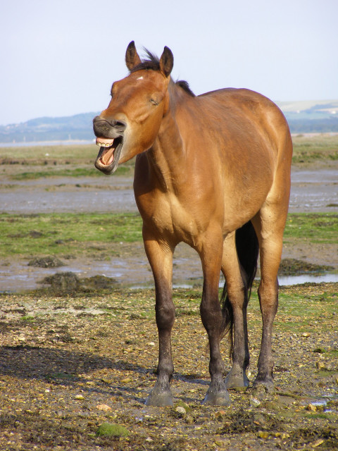 Pony on the shore, New Forest, Copyright Jim Champion and licensed for reuse under this Creative Commons Licence