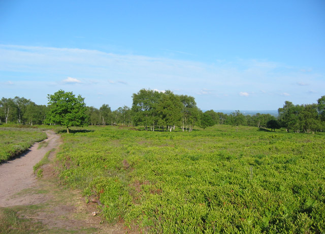 SJ4952 : Lowland heath on