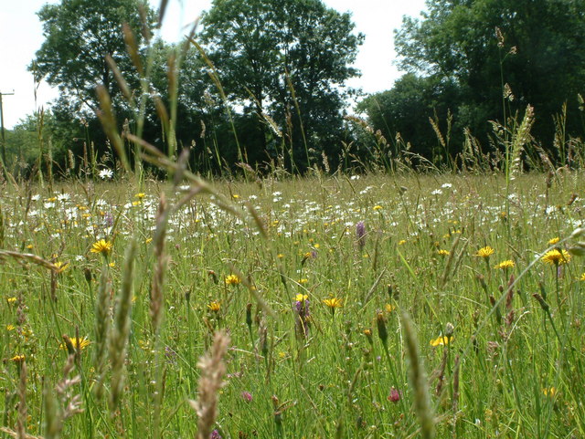 garden meadow