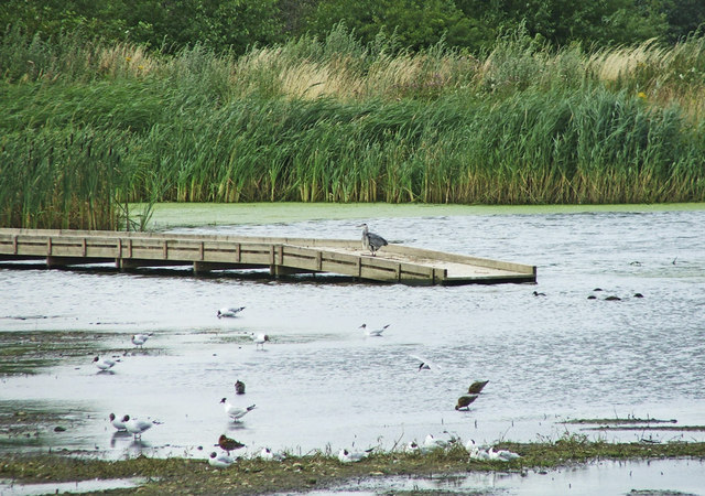 Rye Meads