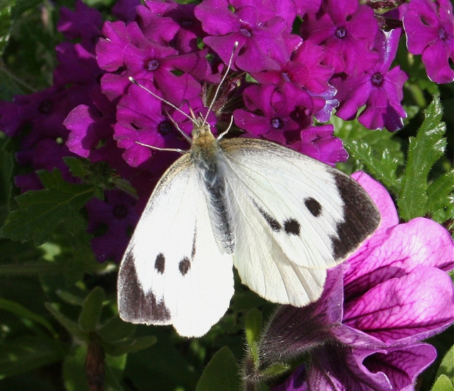 Large White Butterfly, Large White Butterfly Pictures