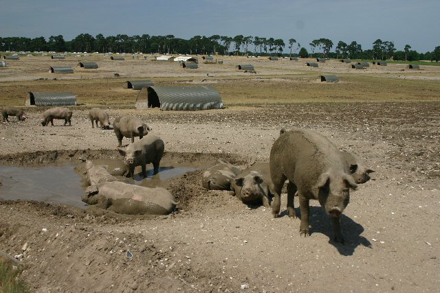 Organic Pig Farming Bob Jones Geograph Britain And Ireland