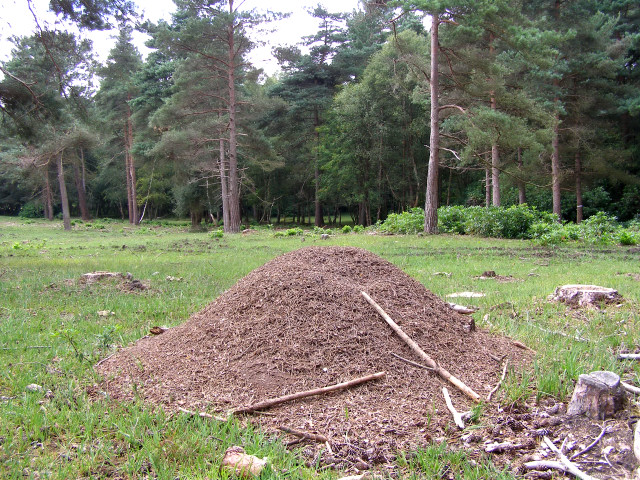 mound nest