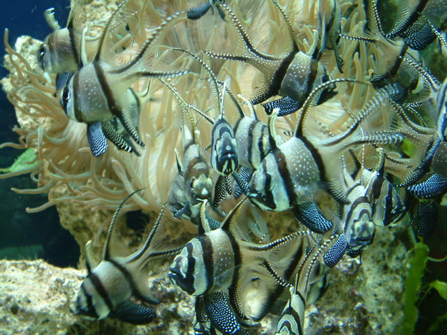 chester aquarium