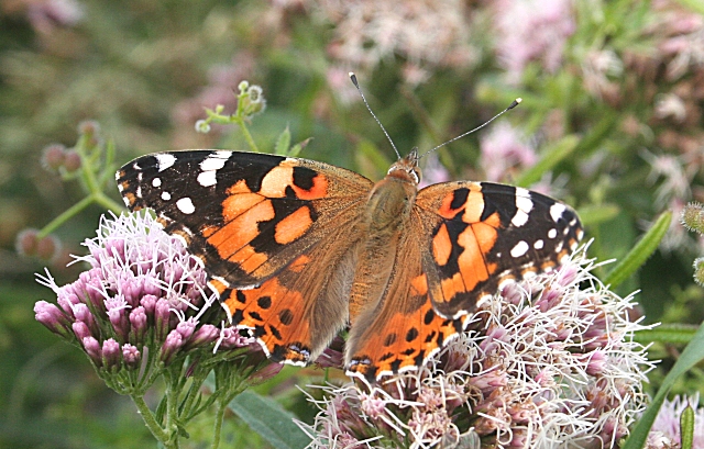 cynthia butterfly