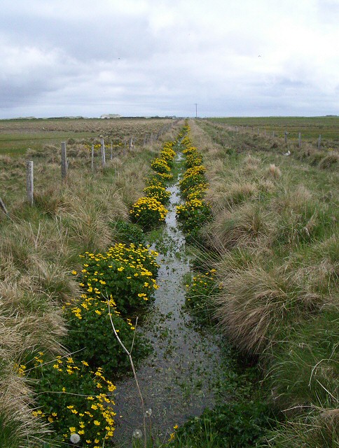 Drain Ditch