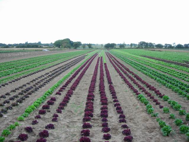 Market Gardening © Hugh Venables :: Geograph Britain and Ireland