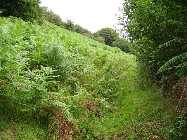 Bracken, Beacon Hill