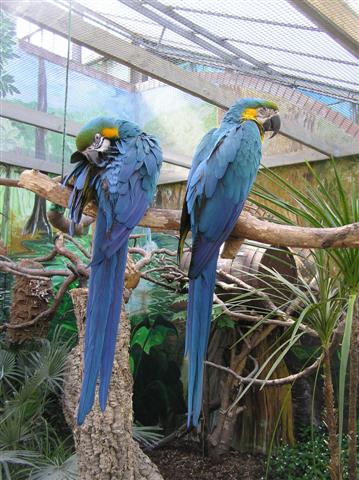 Tropical Birds on Birds At The Palms Tropical Oasis   Os Grid Sj6651    Geograph Britain