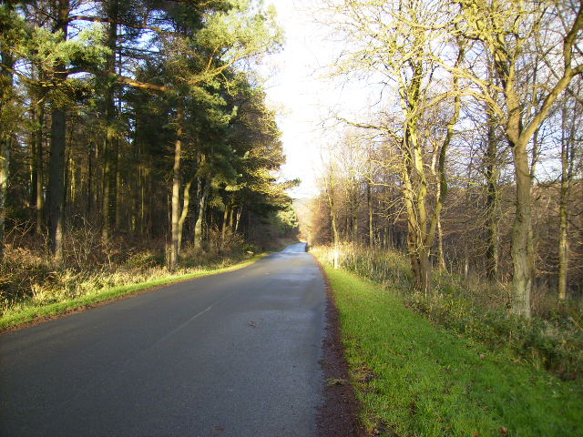 Download this Dalby Forest Drive picture