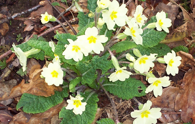 Primroses Growing In Knighton Woods Maigheach Gheal Cc By Sa 2 0