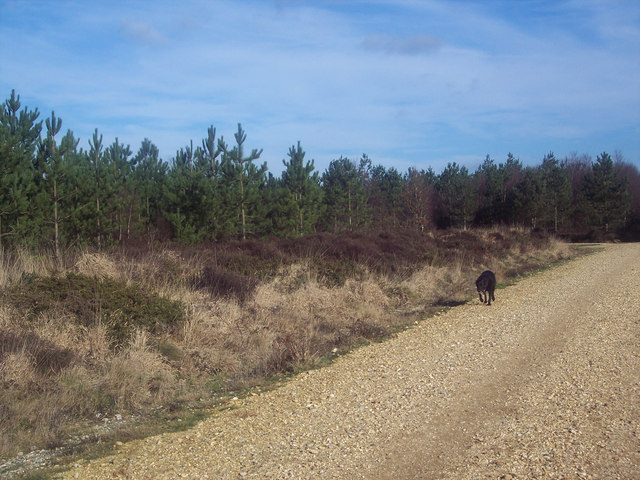 Ringwood Forest