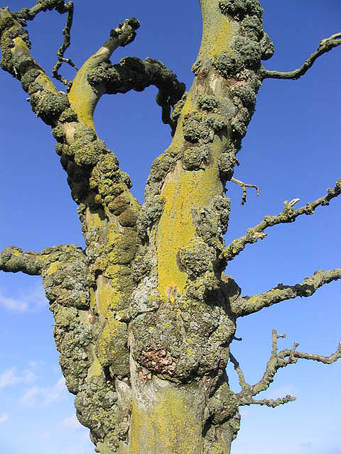 dead elm tree pictures. NT4649 : A section of dead elm tree. near to Torquhan, Scottish Borders, Great Britain. A section of dead elm tree. A tree that has succumbed to Dutch Elm