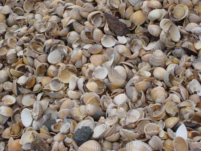 shells on beach. NX8354 : Cockle shell beach at