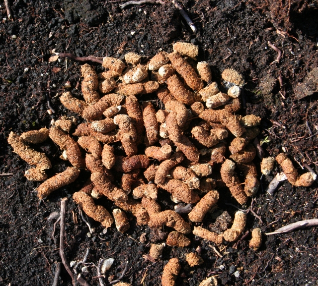 Grouse Droppings