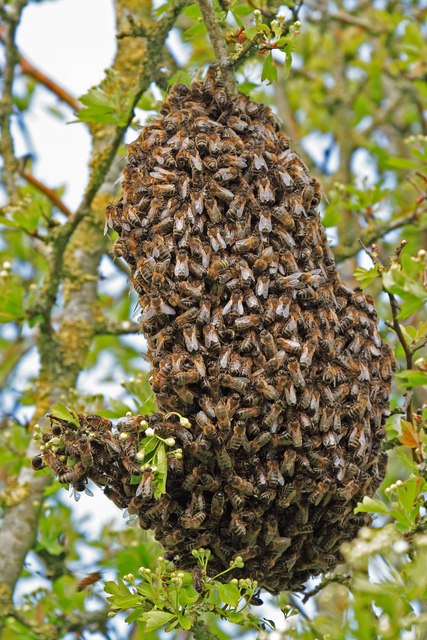 swarm of bees