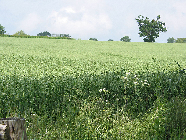 Field Of Oats © Pauline E Geograph Britain And Ireland 3181