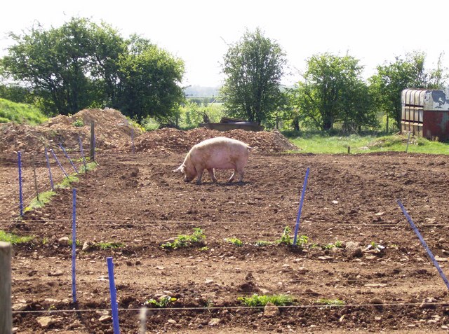 First Pig Graham Horn Cc By Sa 2 0 Geograph Britain And Ireland