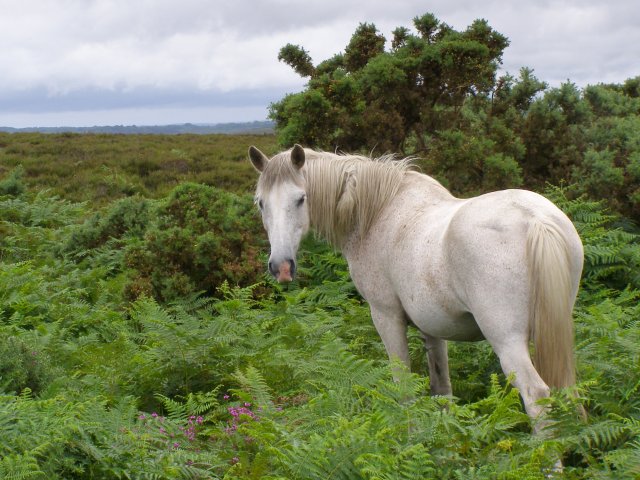 Pony On Hampton Ridge New Forest Jim Champion Cc By Sa