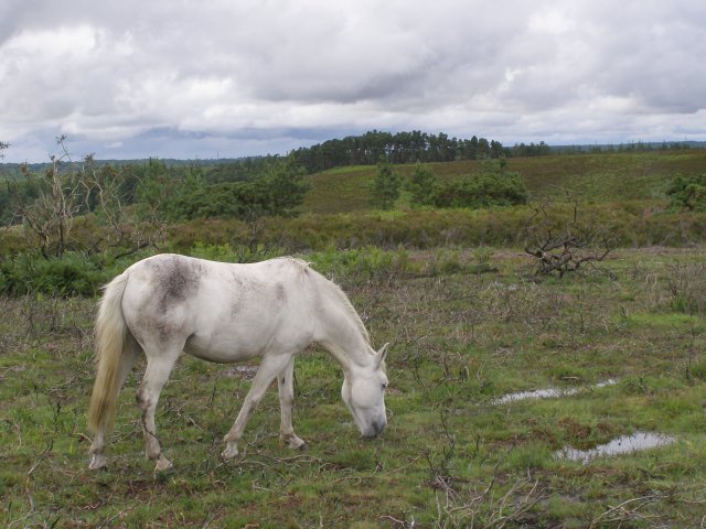 Pony Grazing On Hampton Ridge New Jim Champion Geograph