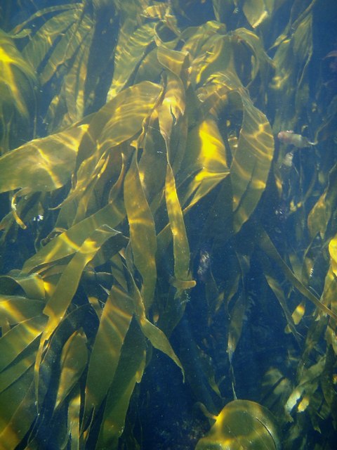 kelp beds