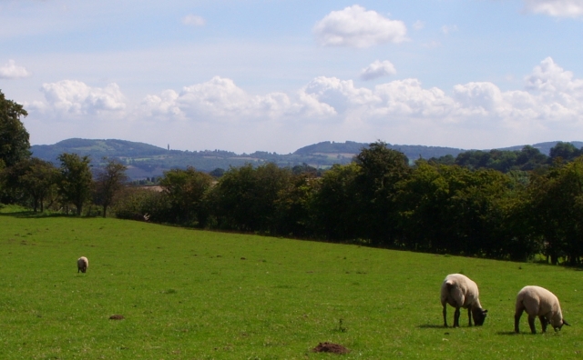 sheep-pasture-church-farm-hanley-maggie-embleton-geograph