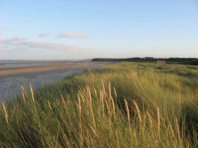 Marram Grass