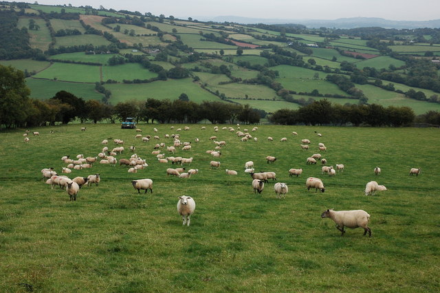 Sheep In Field Above Lower Cwmcoched Philip Halling Cc By Sa 2 0