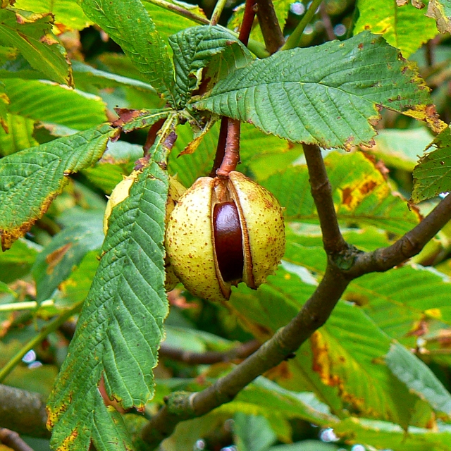 conker-horse-chestnut-dorcan-way-brian-robert-marshall-cc-by