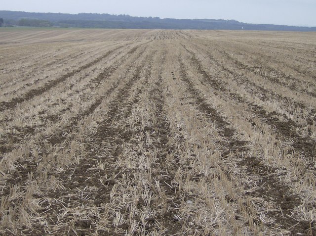 Massive Field © Graham Horn Geograph Britain And Ireland 9377