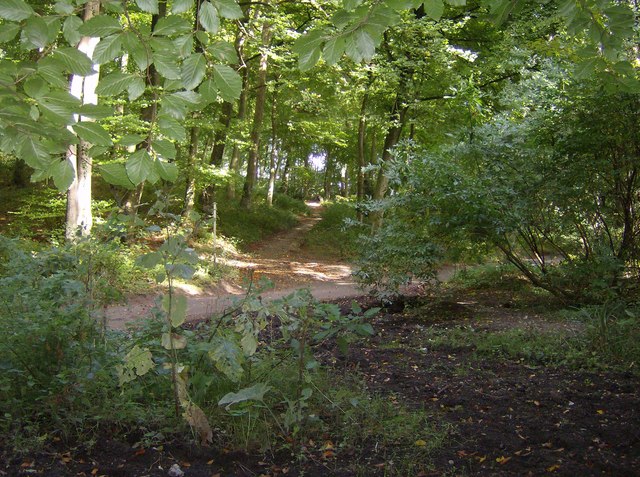 paths at the bottom of the first hill