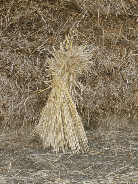 just-a-sheaf-of-wheat-zorba-the-geek-cc-by-sa-2-0-geograph-britain