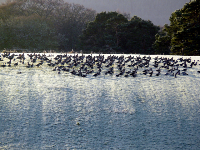 Greylag Geese In Frost Sylvia Duckworth Cc By Sa 2 0 Geograph