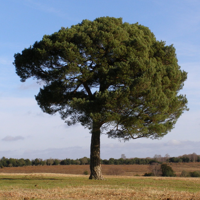 Scots Pine On Fritham Plain New Forest Jim Champion Cc By Sa