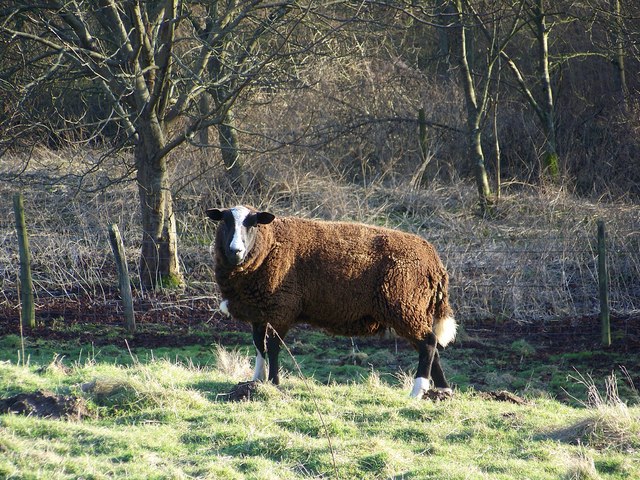 Balwen Sheep Maigheach Gheal Cc By Sa Geograph Britain And Ireland