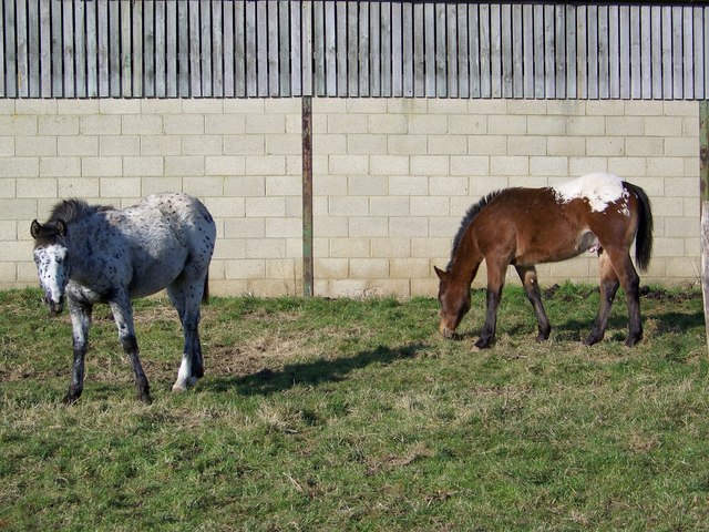 spotted ponies