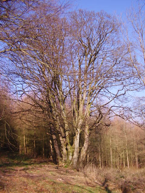 coppice a tree