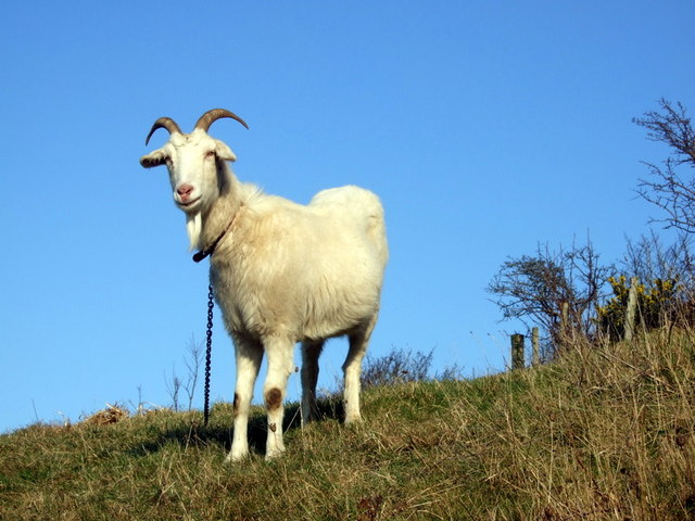 Tethered goat © ceridwen :: Geograph Britain and Ireland