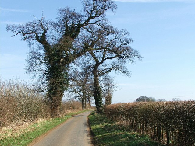 tree lined lane