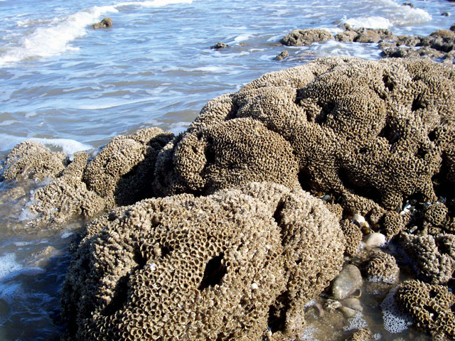 Honeycomb Worm