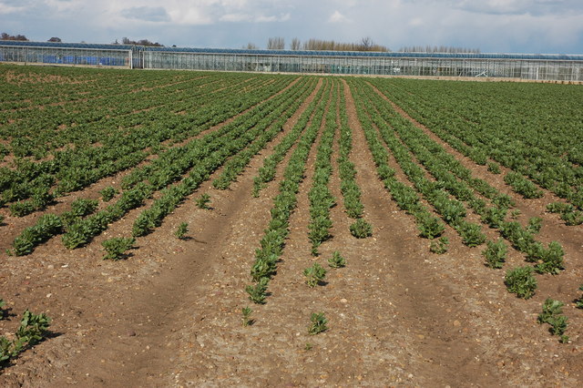 Broad Beans Pensham Fields Farm Philip Halling Cc By Sa