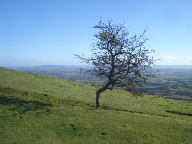 Bent Tree