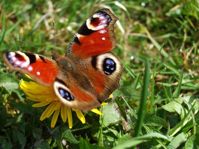 Peacock Butterfly