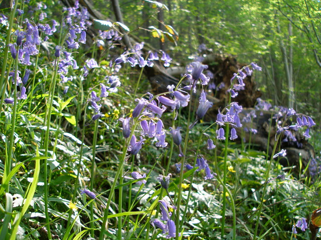 British Bluebells