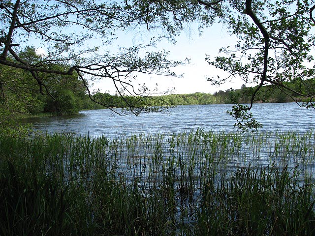 Fritton Decoy Evelyn Simak Geograph Britain And Ireland