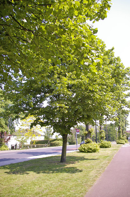Pictures Of Trees In The Summer. Avenue of Lime Trees,