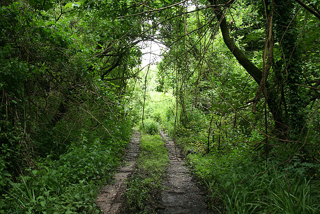 Yealmpton Overgrown Track © Martin Bodman Cc By Sa20 Geograph