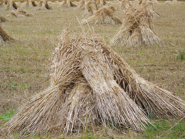 wheat-sheaves-near-king-s-somborne-maigheach-gheal-cc-by-sa-2-0