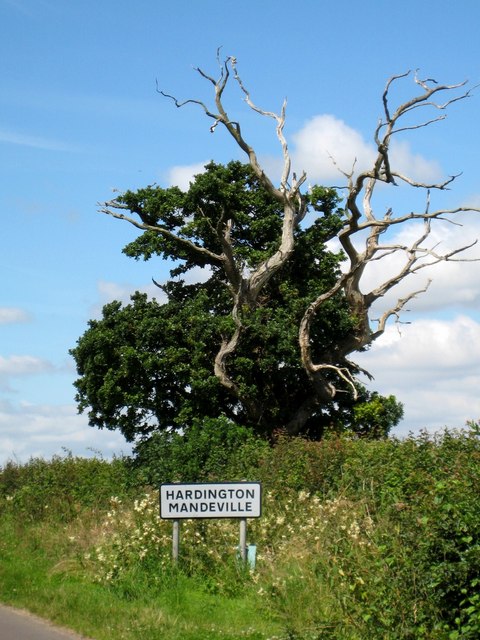 Lightning Oak © Sarah Smith Cc By Sa20 Geograph Britain And Ireland 